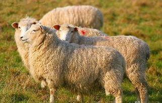 羊了个羊娱乐吃瓜大s,大S的跨界魅力与话题热度