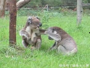 娱乐吃瓜酱考拉打架,娱乐吃瓜酱背后的神秘冲突