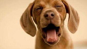 娱乐吃瓜君狗狗,揭秘娱乐圈宠物的趣味生活